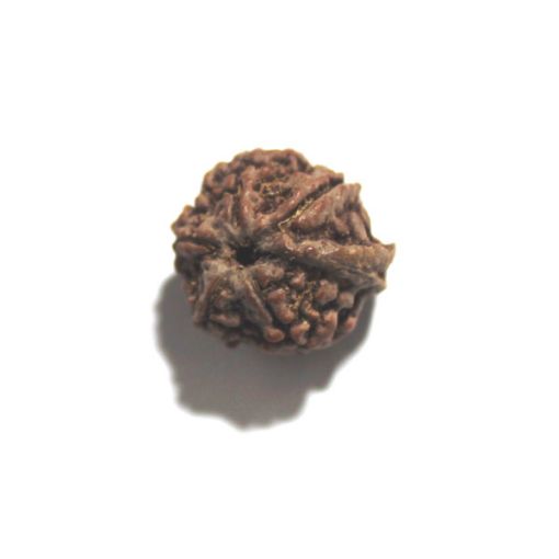 Ganesh Rudraksha