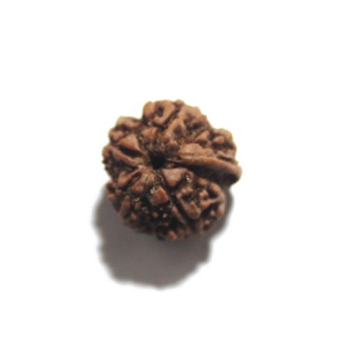 Ganesh Rudraksha