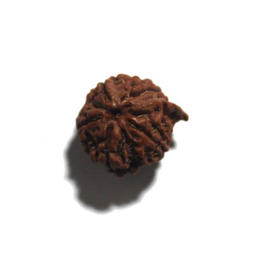 Ganesh Rudraksha