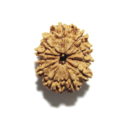 11 Mukhi Nepali Rudraksha