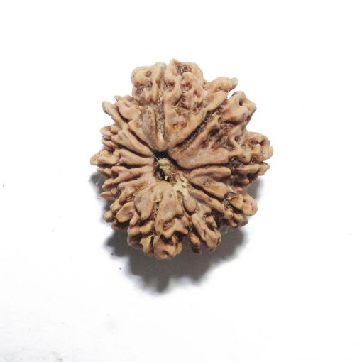 11 Mukhi Nepali Rudraksha