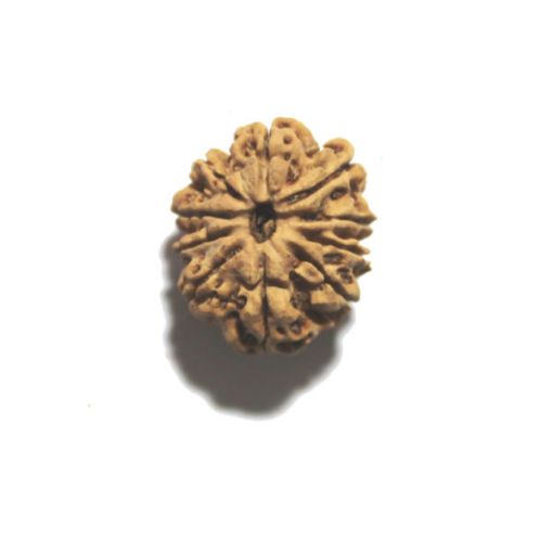 Ten Mukhi Nepali Rudraksha
