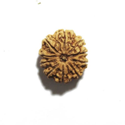 Ten Mukhi Nepali Rudraksha