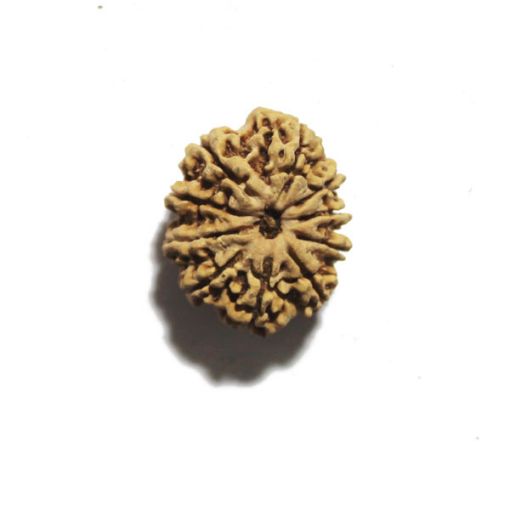 Ten Mukhi Nepali Rudraksha