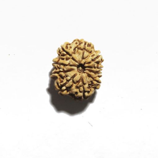 Ten Mukhi Nepali Rudraksha