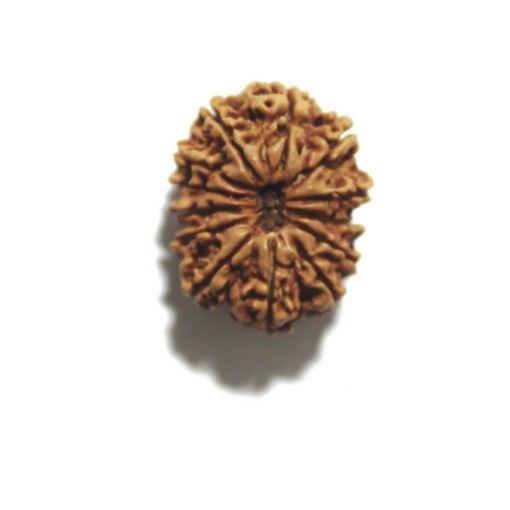 Thirteen Mukhi Nepali Rudraksha