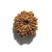 Twelve Mukhi Nepali Rudraksha