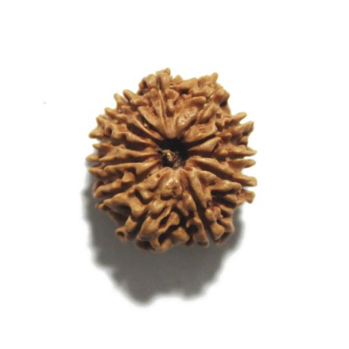 Twelve Mukhi Nepali Rudraksha