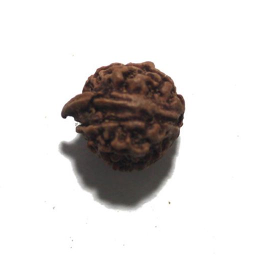 Ganesh Rudraksha