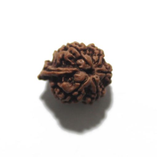 Ganesh Rudraksha