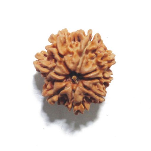 Nine Mukhi Nepali Rudraksha