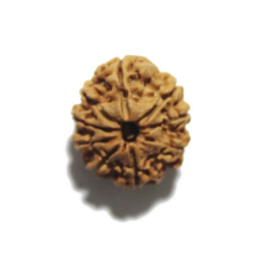 Nine Mukhi Nepali Rudraksha