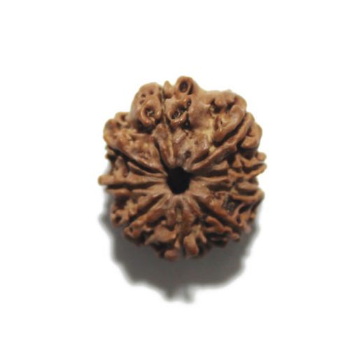 Nine Mukhi Nepali Rudraksha