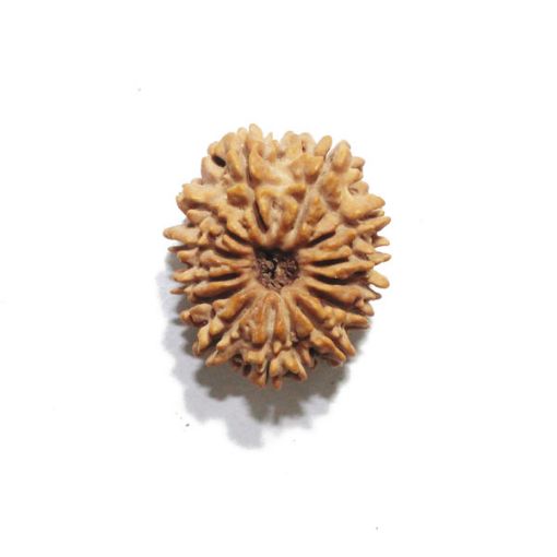 Fourteen Mukhi Nepali Rudraksha