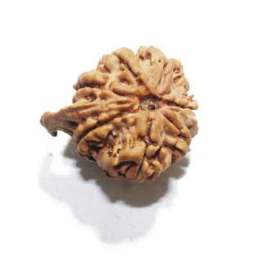 7 Mukhi Ganesh Rudraksha