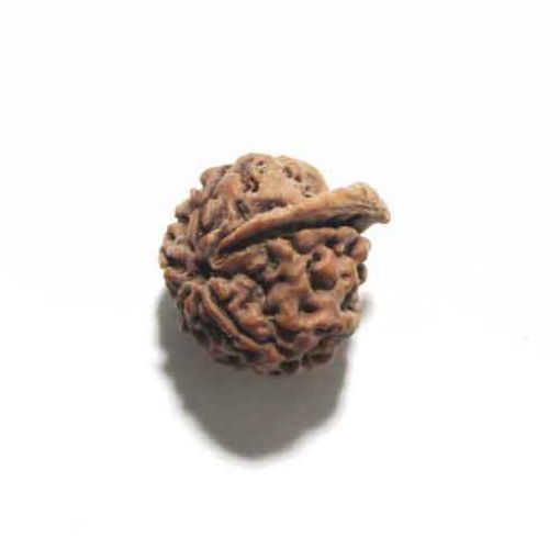 Ganesh Rudraksha