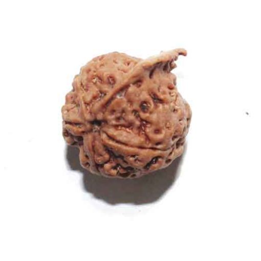 Ganesh Rudraksha