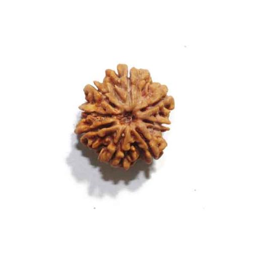 Eight Mukhi Rudraksha