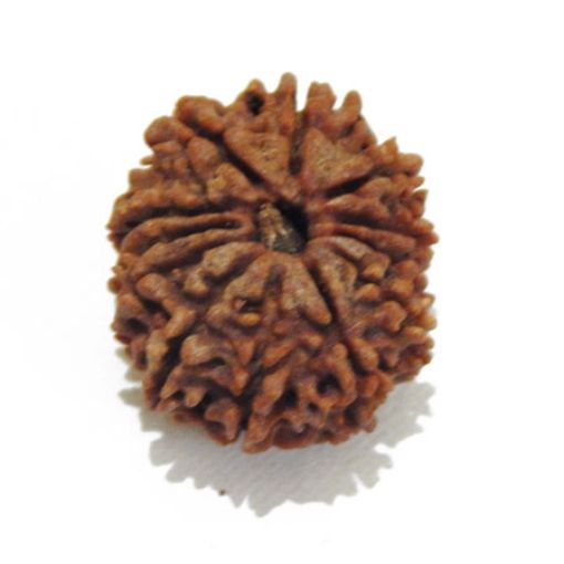 Twelve Mukhi Nepali Rudraksha