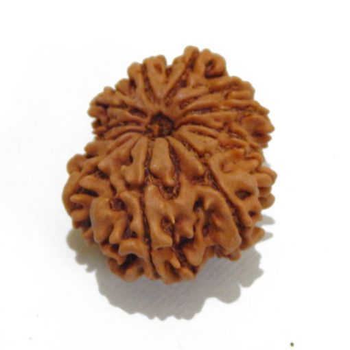 Twelve Mukhi Nepali Rudraksha