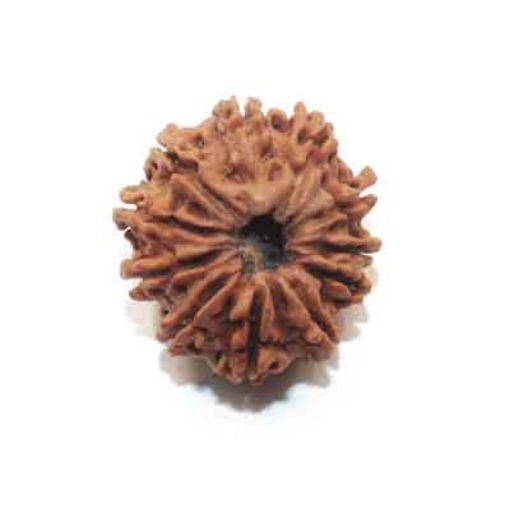 11 Mukhi Nepali Rudraksha