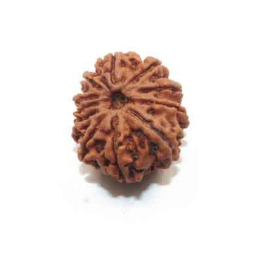 11 Mukhi Nepali Rudraksha