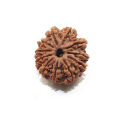 11 Mukhi Nepali Rudraksha