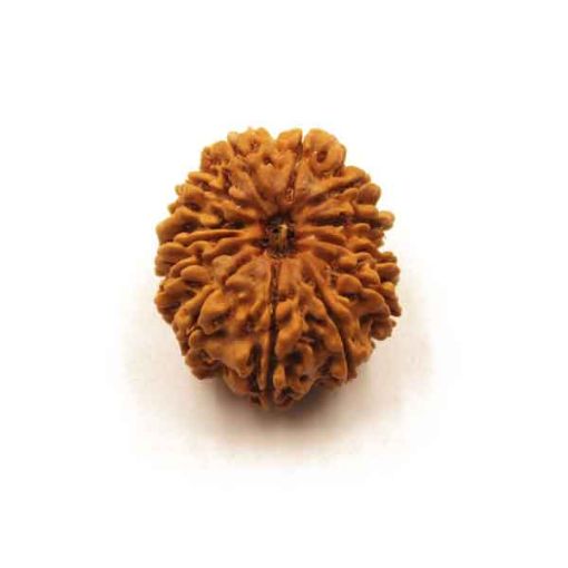 Thirteen Mukhi Nepali Rudraksha