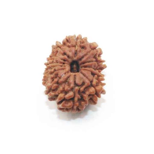 Thirteen Mukhi Nepali Rudraksha