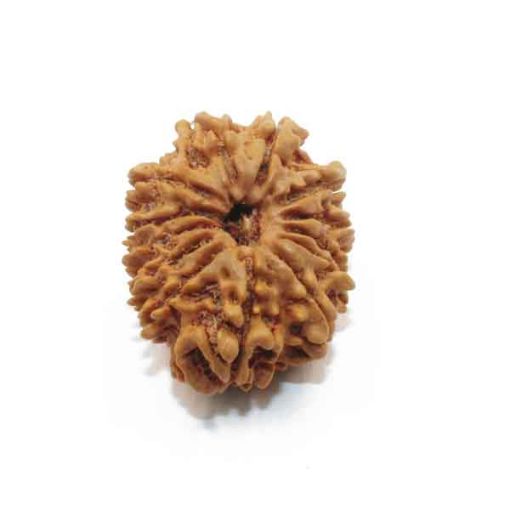 Thirteen Mukhi Nepali Rudraksha
