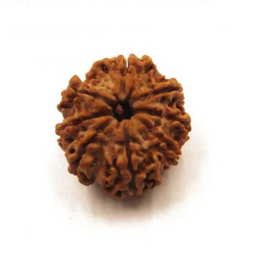 Eight Mukhi Rudraksha