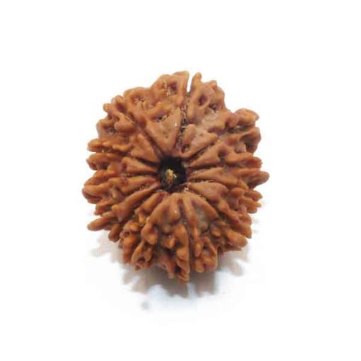 Twelve Mukhi Nepali Rudraksha