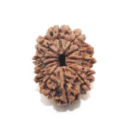 Twelve Mukhi Nepali Rudraksha