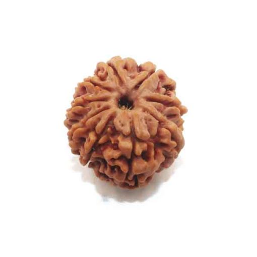 Nine Mukhi Nepali Rudraksha