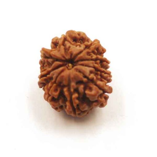 Nine Mukhi Nepali Rudraksha