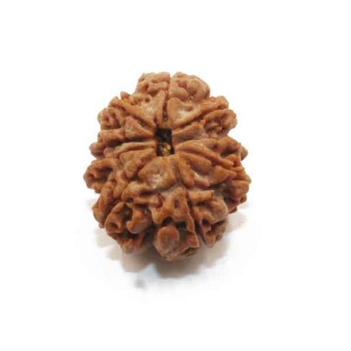 Nine Mukhi Nepali Rudraksha