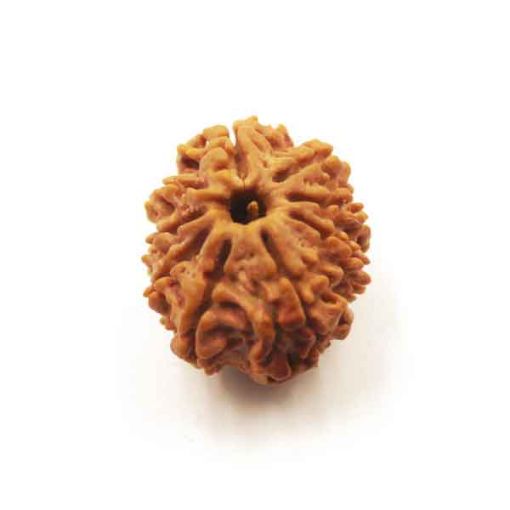 Nine Mukhi Nepali Rudraksha