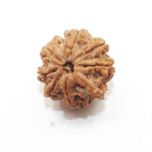 Eight Mukhi Rudraksha
