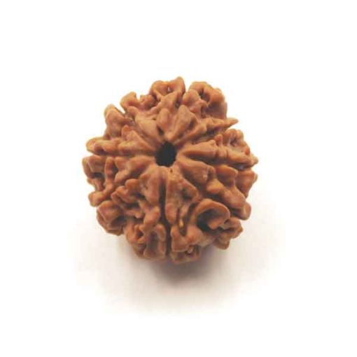 Eight Mukhi Rudraksha