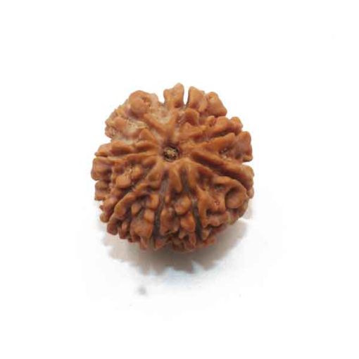 Eight Mukhi Rudraksha