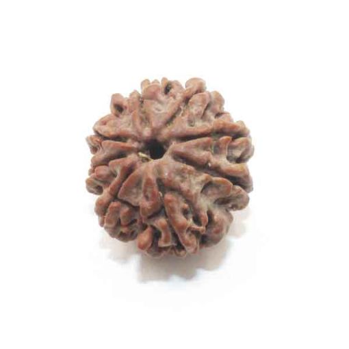 Eight Mukhi Rudraksha