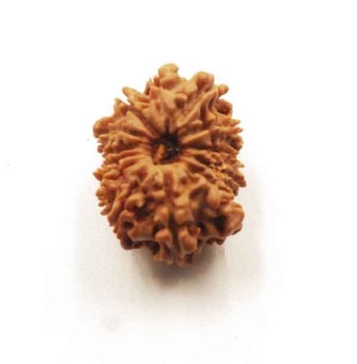 Thirteen Mukhi Nepali Rudraksha