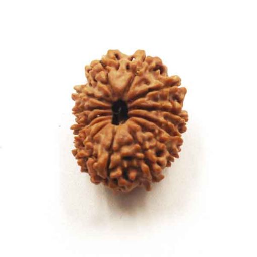 Thirteen Mukhi Nepali Rudraksha