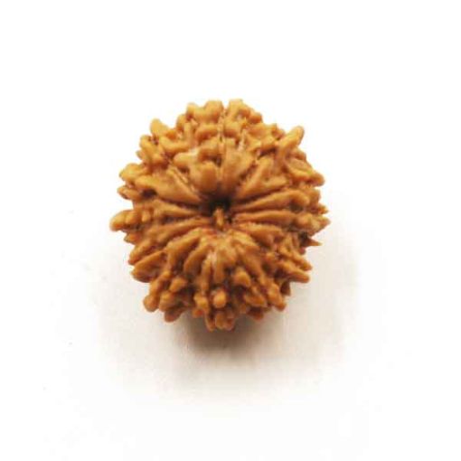 Thirteen Mukhi Nepali Rudraksha
