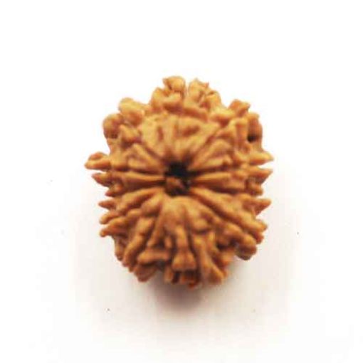 Eleven Mukhi Nepali Rudraksha