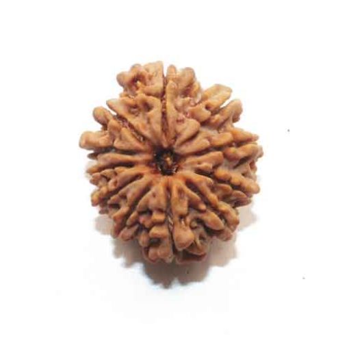 Eleven Mukhi Nepali Rudraksha