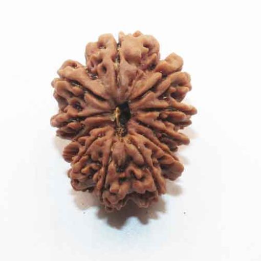 Eleven Mukhi Nepali Rudraksha
