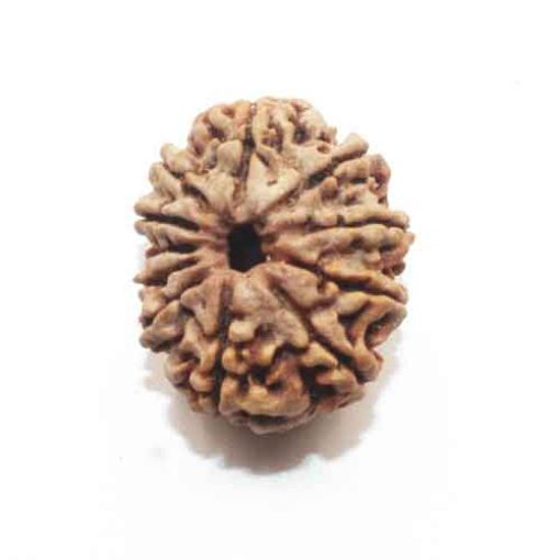 Eleven Mukhi Nepali Rudraksha