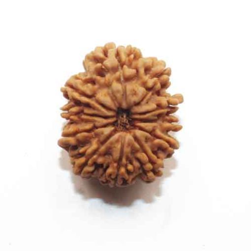 Eleven Mukhi Nepali Rudraksha