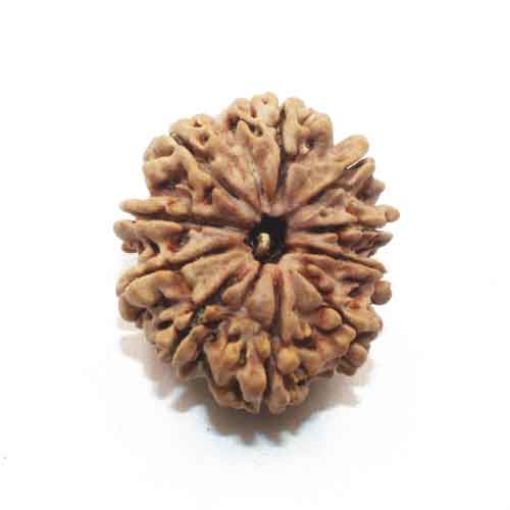 Ten Mukhi Nepali Rudraksha